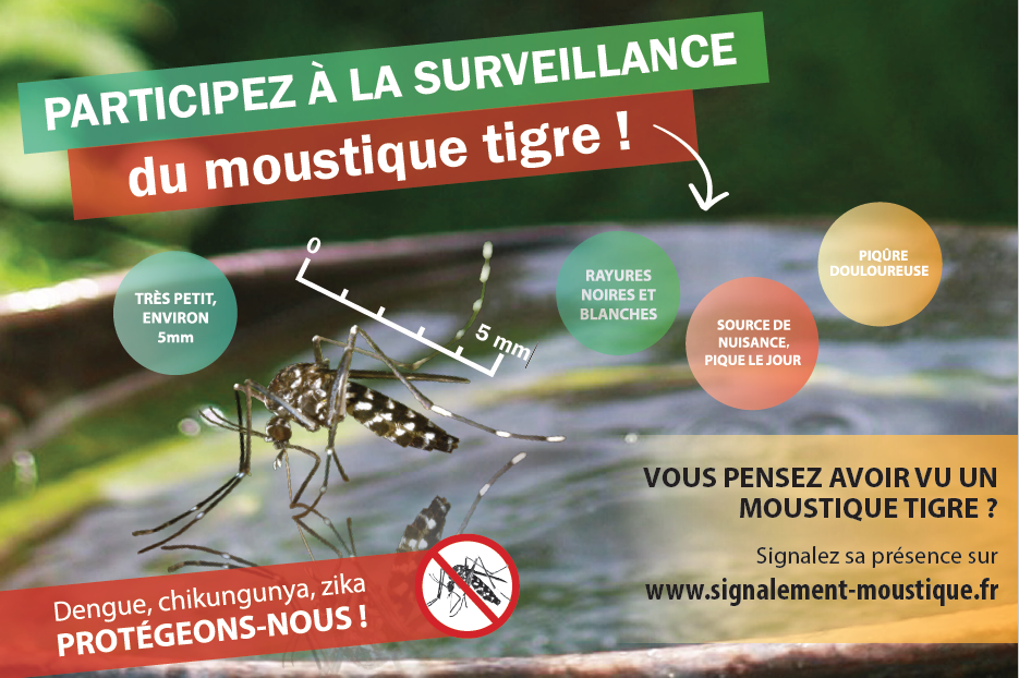 Lire la suite à propos de l’article Participez à la surveillance du moustique tigre